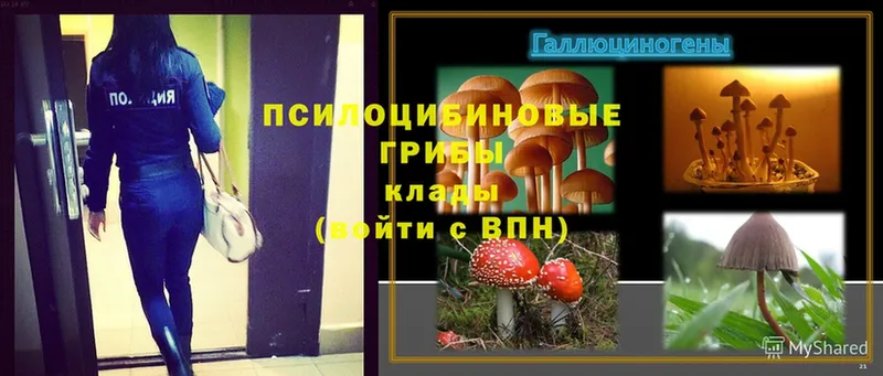 Псилоцибиновые грибы Psilocybine cubensis  Беломорск 